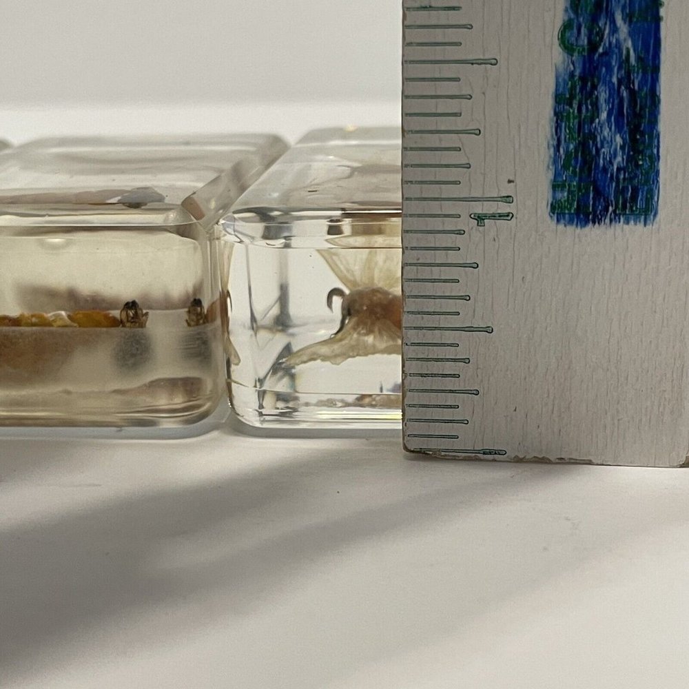 4- Insect Resin Silkworm Moth Cycle Egg Paperweight Taxidermy Specimen Science - Picture 7 of 9